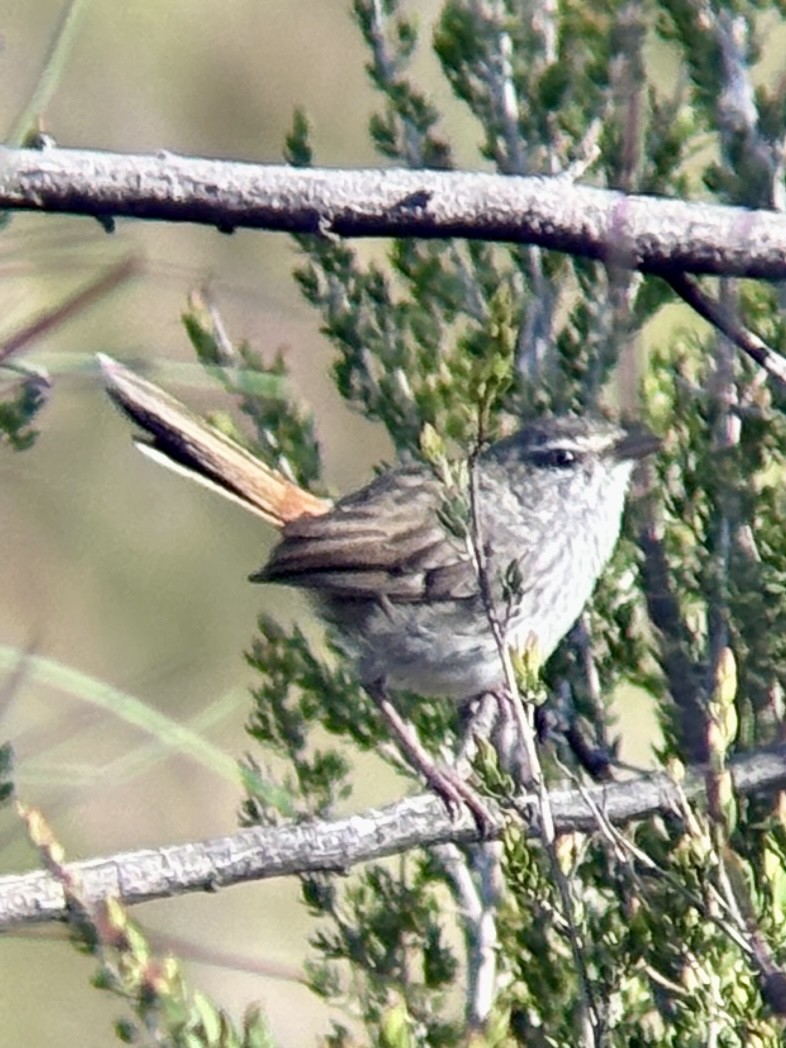 Chestnut-rumped Heathwren - ML646315853