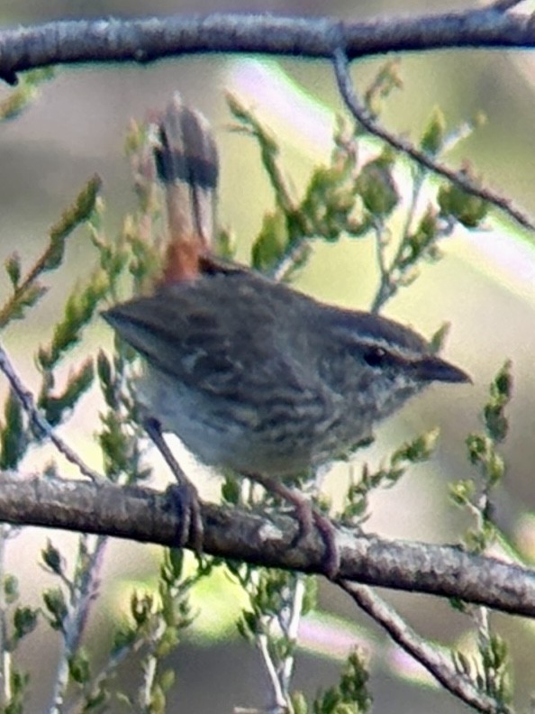 Chestnut-rumped Heathwren - ML646315855