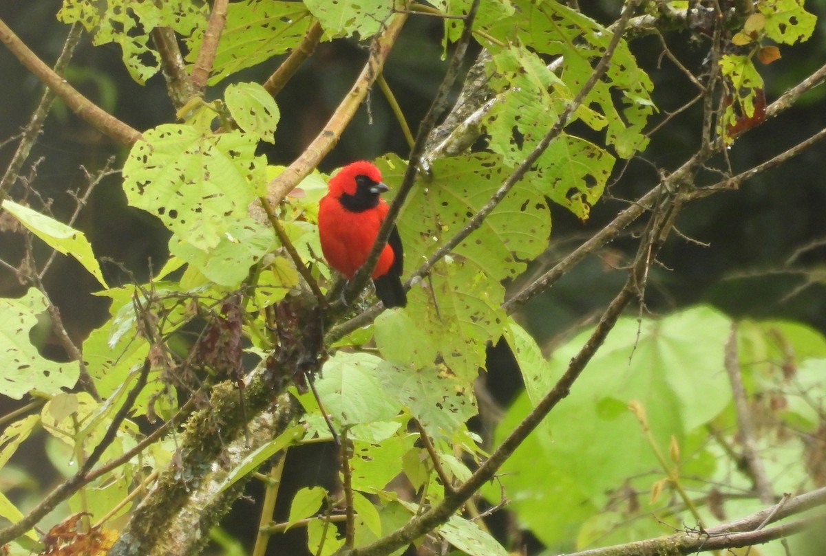 Vermilion Tanager - ML646315856