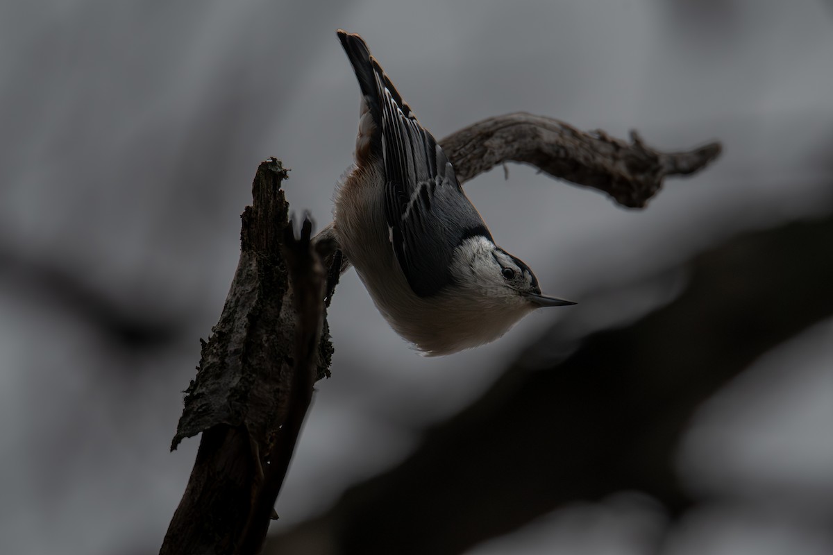 Beyaz Göğüslü Sıvacı - ML646315857