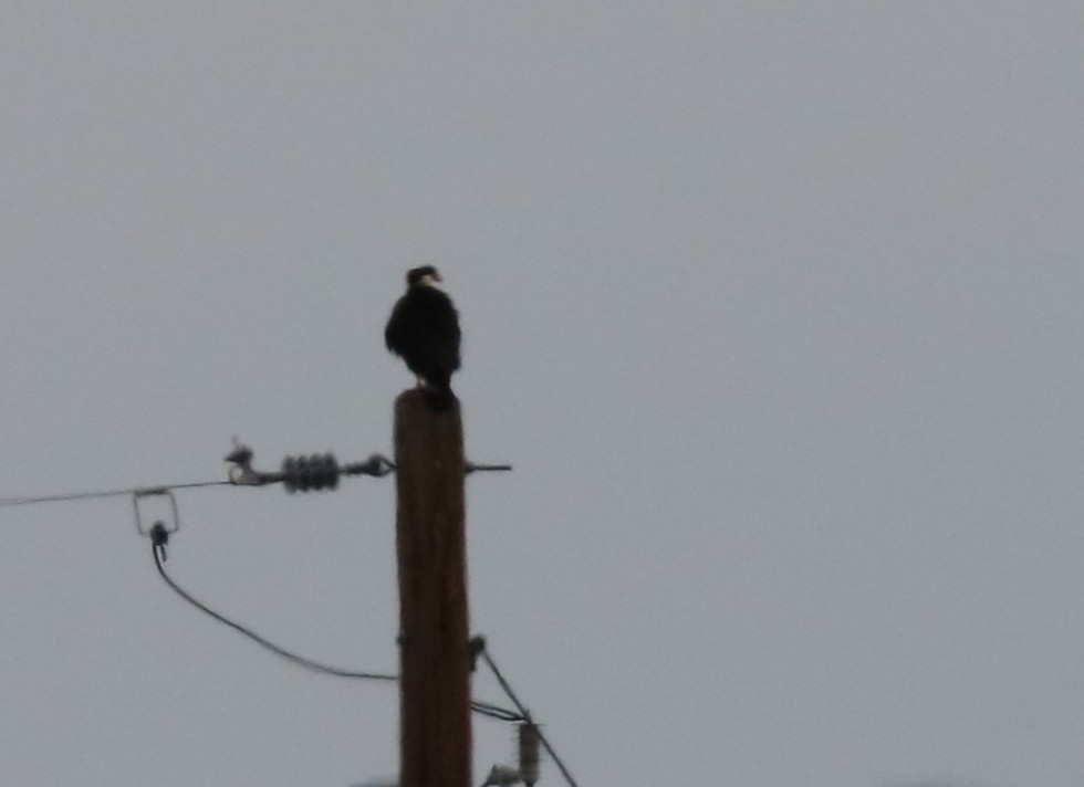 Crested Caracara - ML646315861