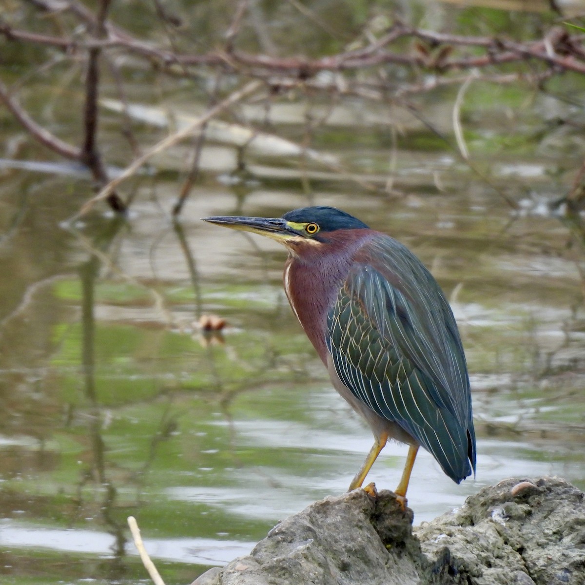 Green Heron - ML646315862