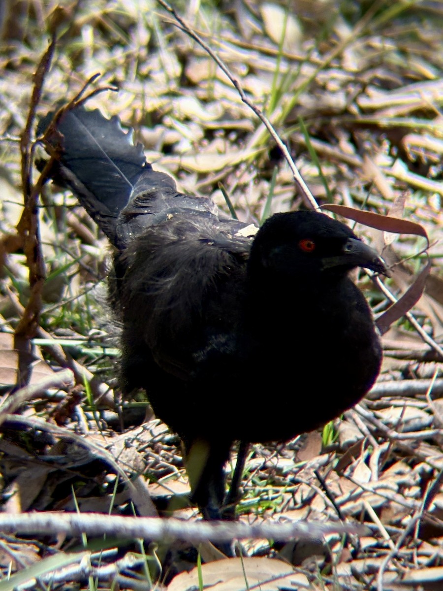White-winged Chough - ML646315863