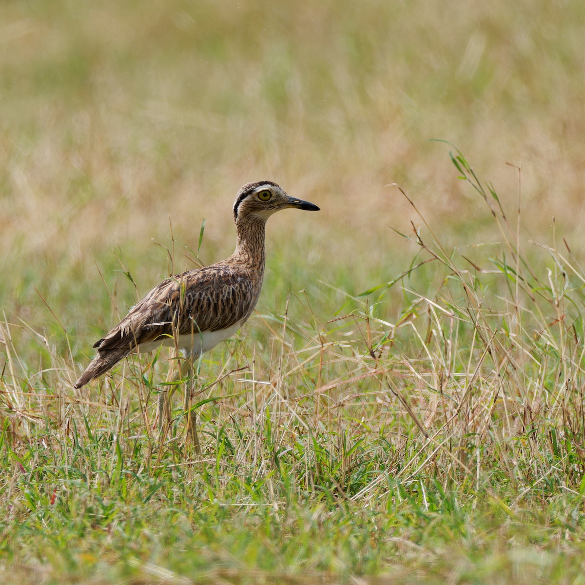 Double-striped Thick-knee - ML646315864