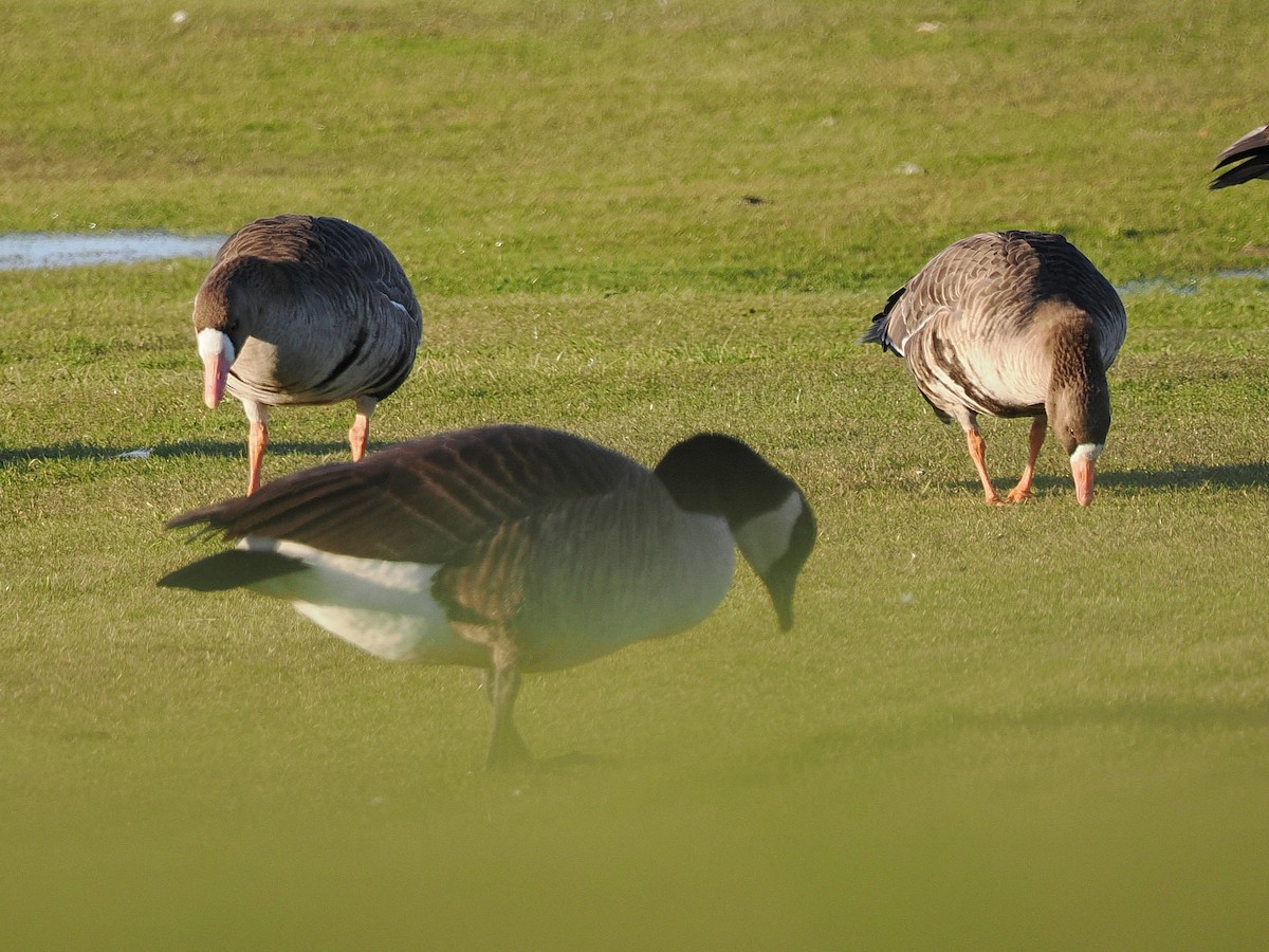 Greater White-fronted Goose (Western) - ML646315865