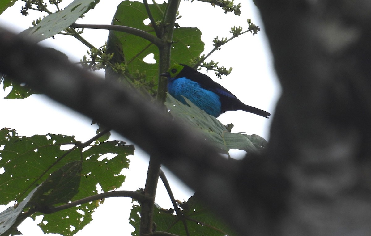 Paradise Tanager - ML646315866