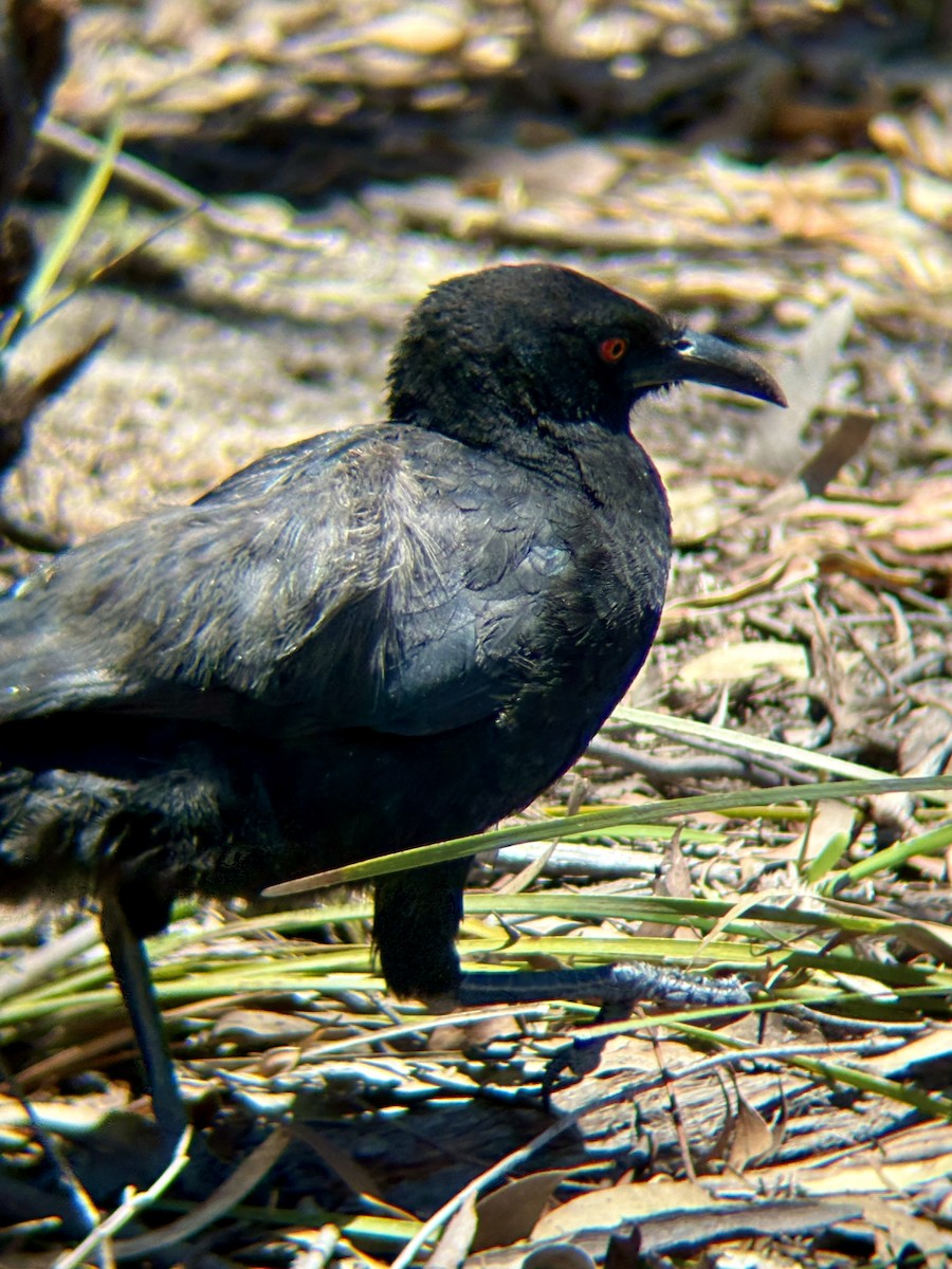 White-winged Chough - ML646315867