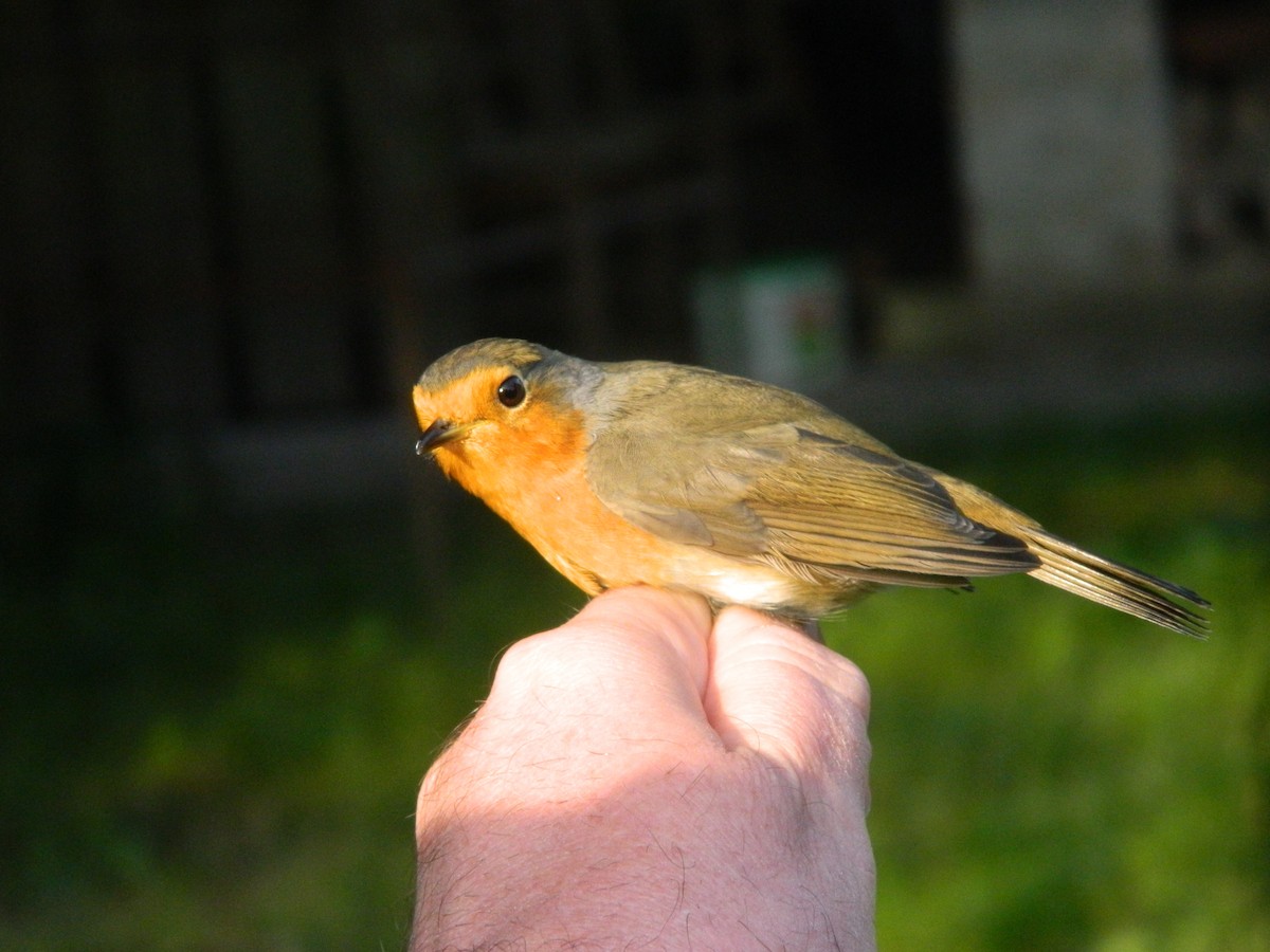 European Robin - ML646315871