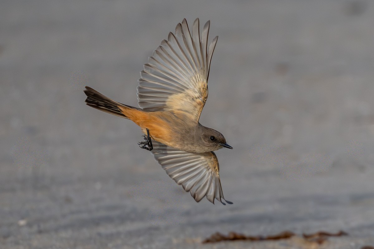 Say's Phoebe - ML646315873