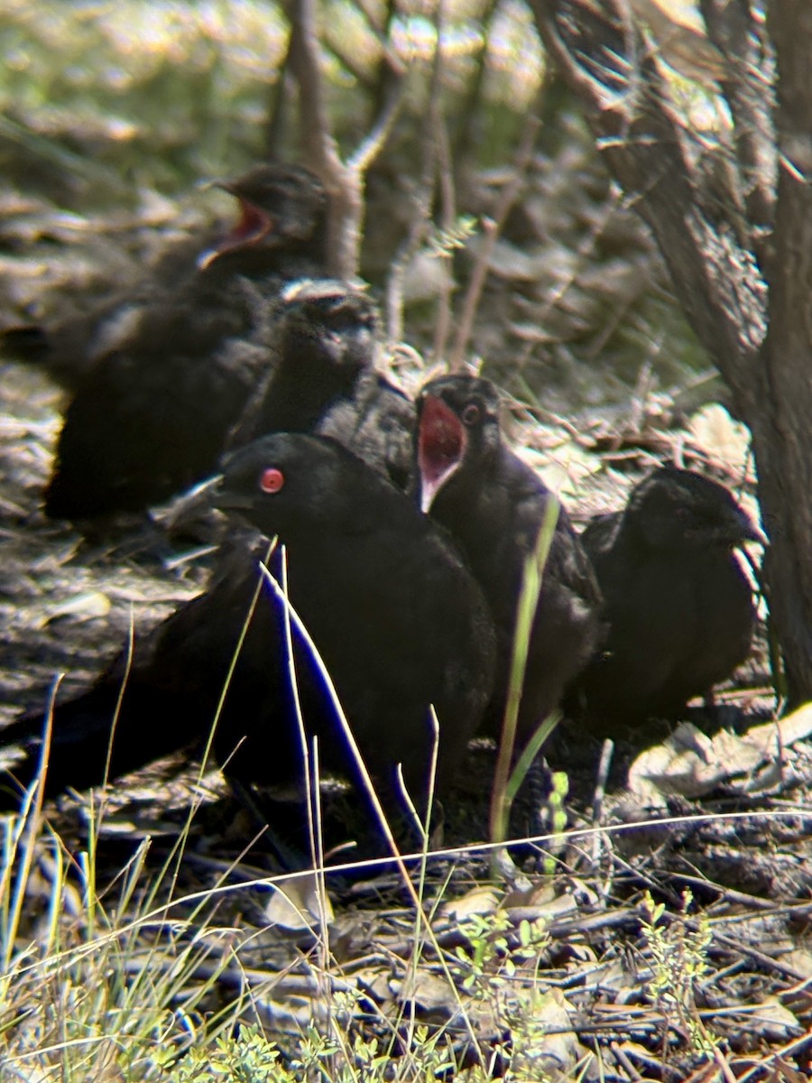 White-winged Chough - ML646315875