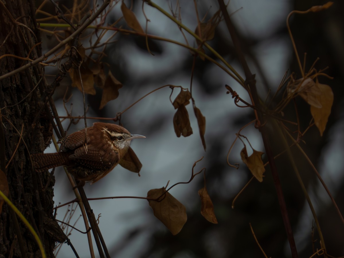 Karolina Çıtkuşu - ML646315876