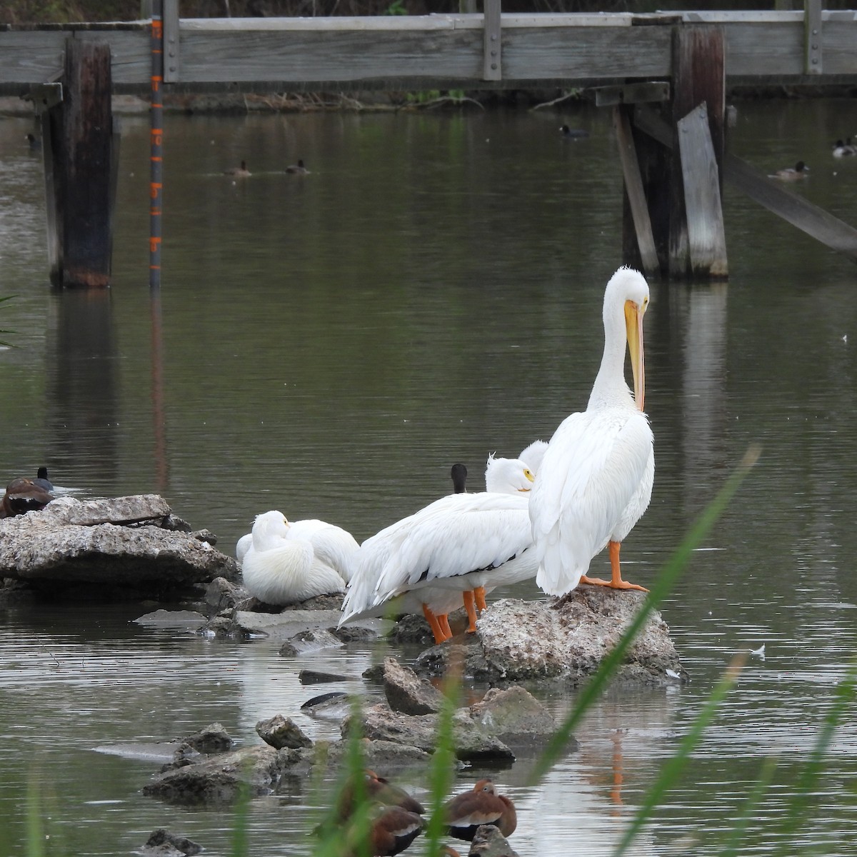 American White Pelican - ML646315881