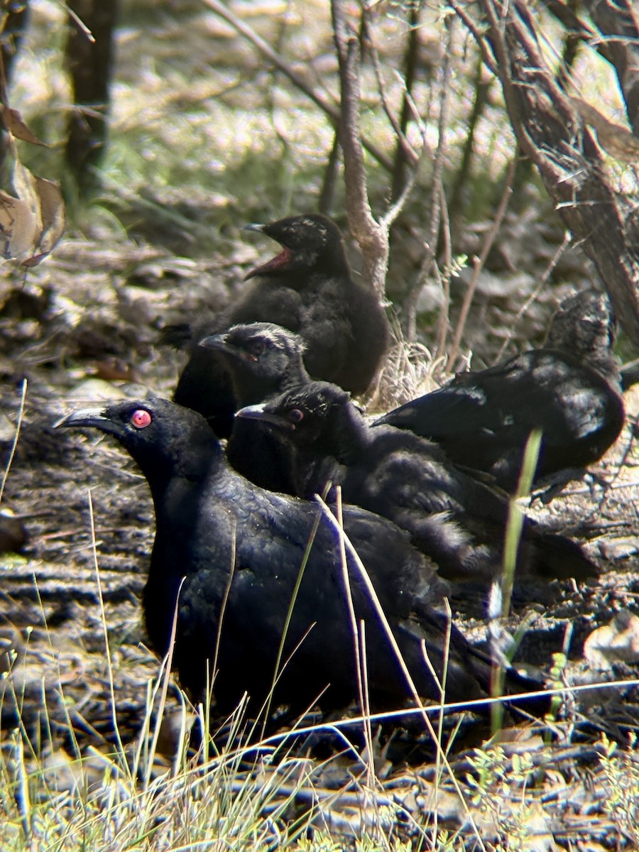 White-winged Chough - ML646315882