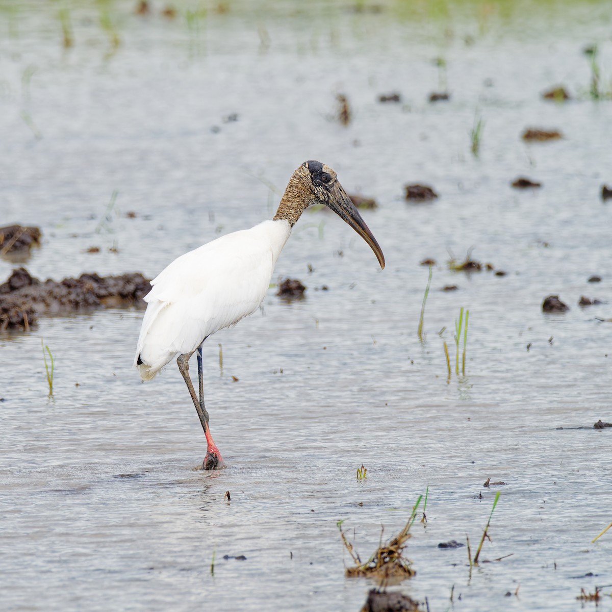 Wood Stork - ML646315883