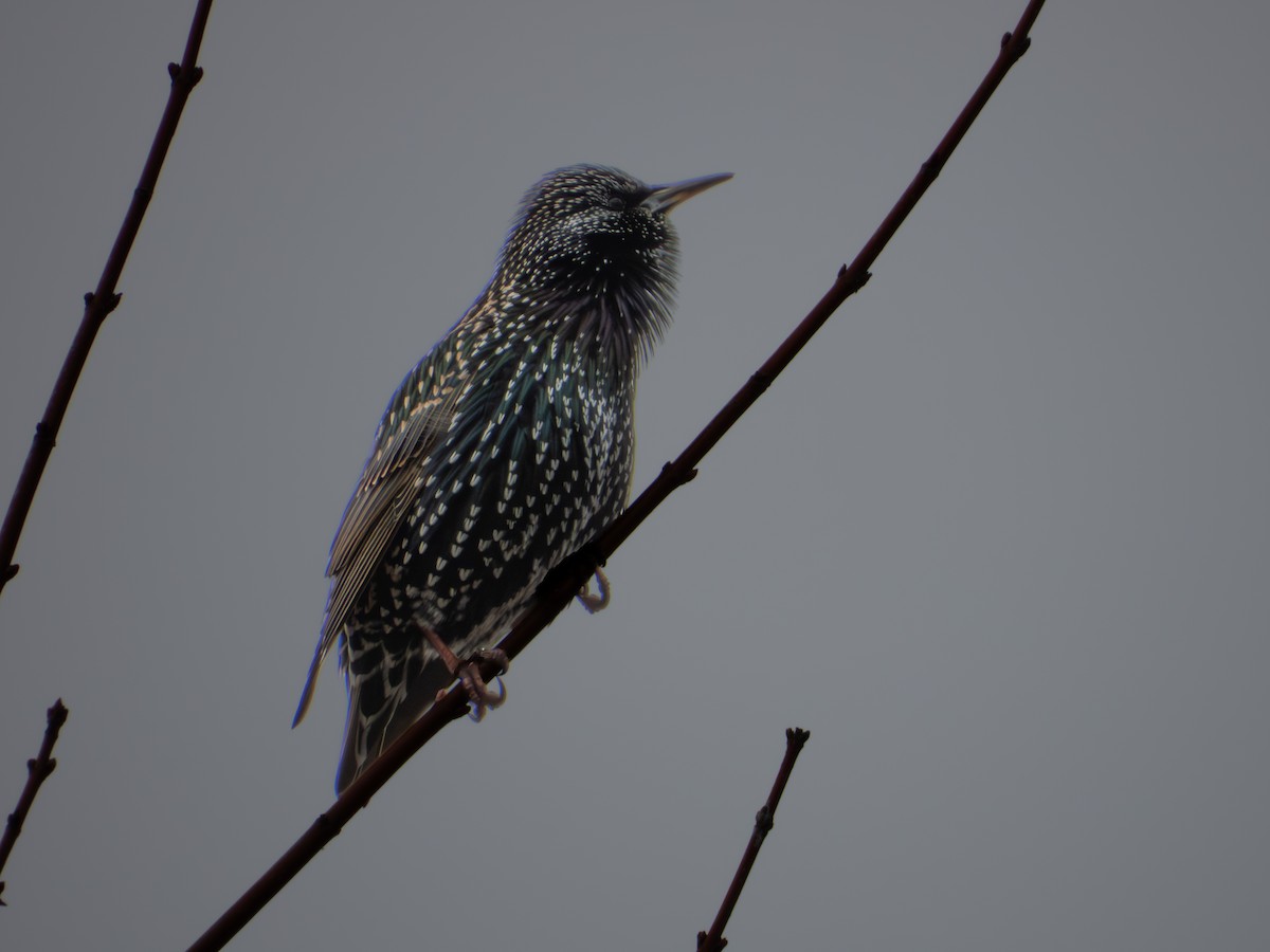 Sığırcık - ML646315884