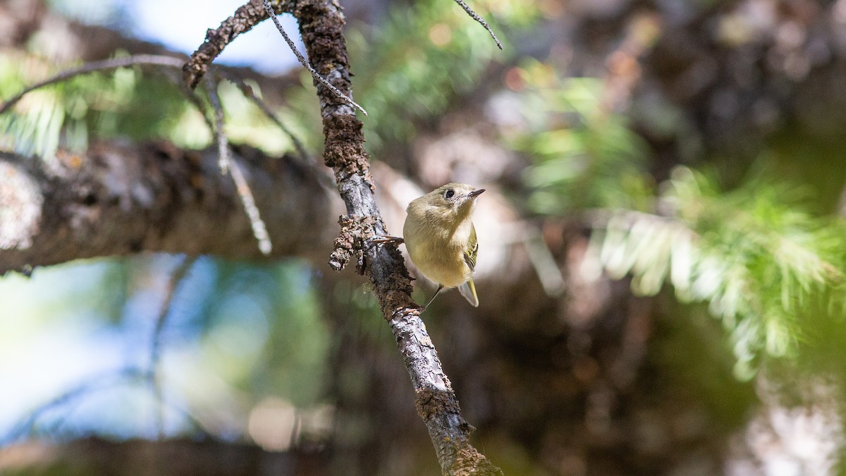 Золотомушка рубіновочуба - ML646315887