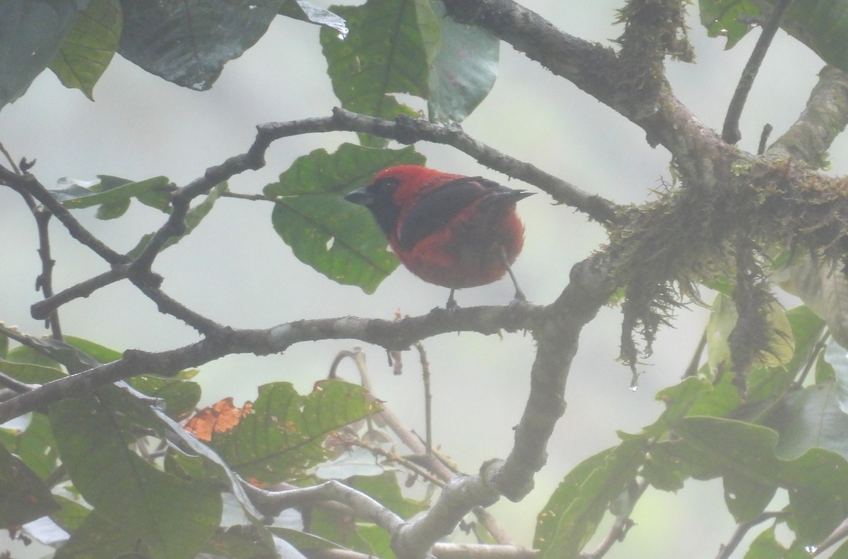 Vermilion Tanager - ML646315888
