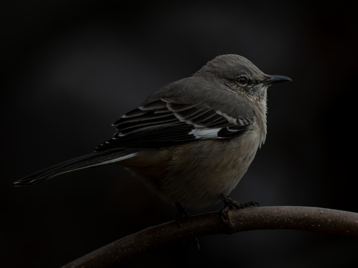 Kuzeyli Taklitçi - ML646315896