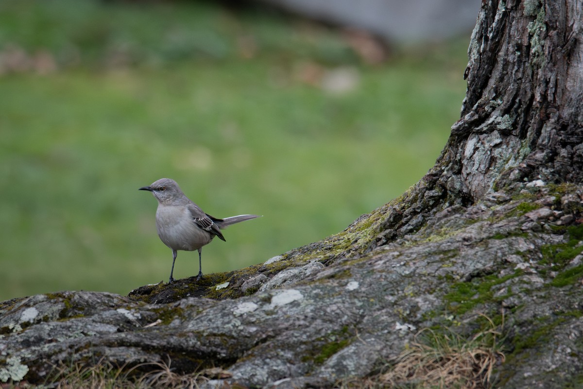 Kuzeyli Taklitçi - ML646315897