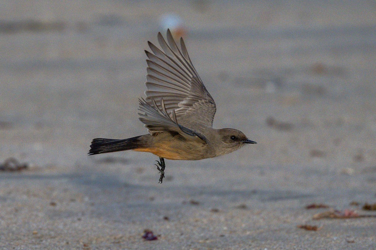 Say's Phoebe - ML646315898