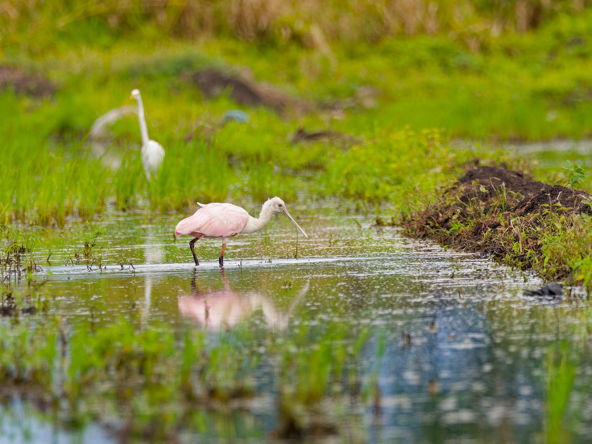 Roseate Spoonbill - ML646315900