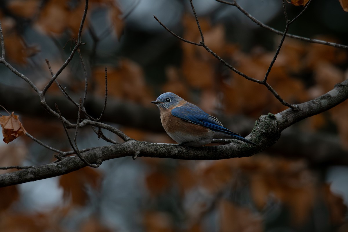 Doğulu Mavi Ardıç - ML646315902