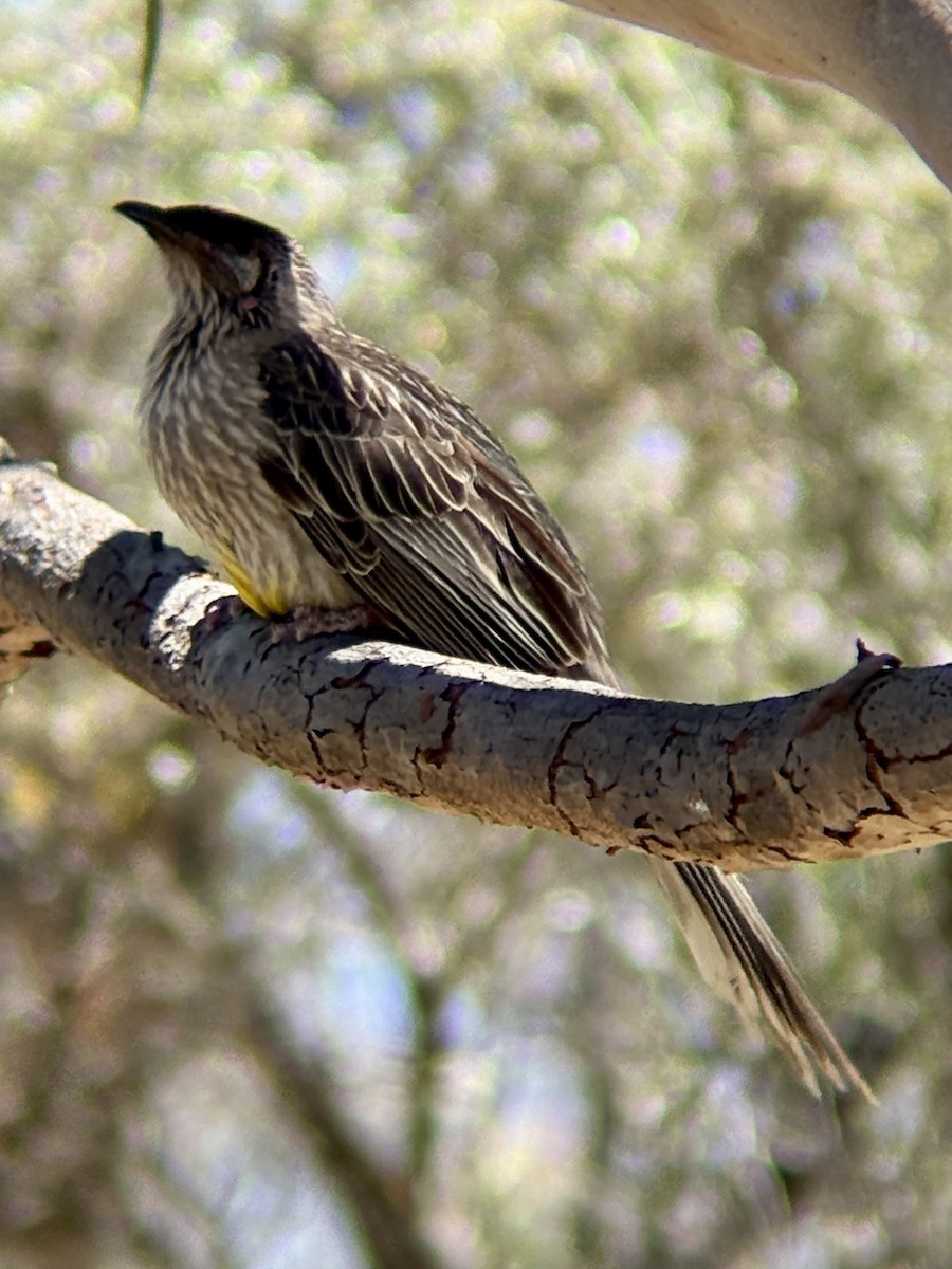 Red Wattlebird - ML646315903