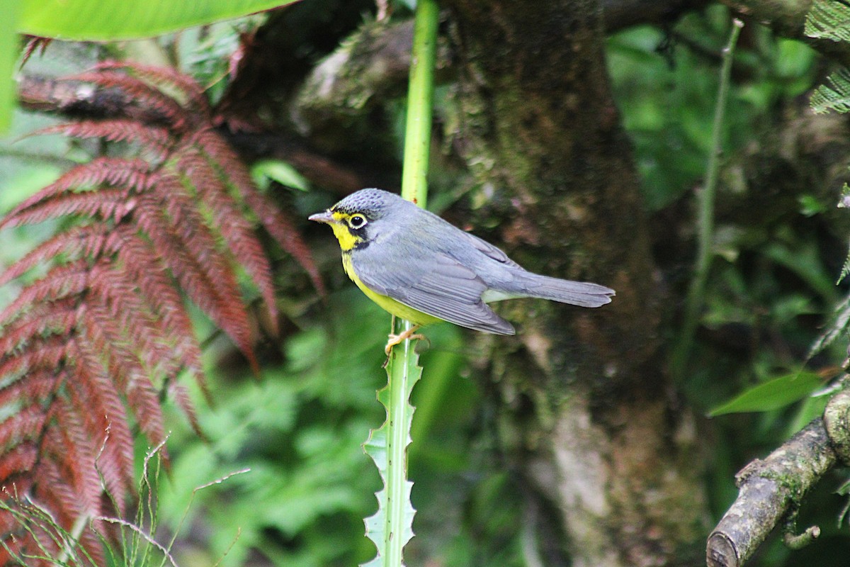 Reinita Canadiense - ML646315904