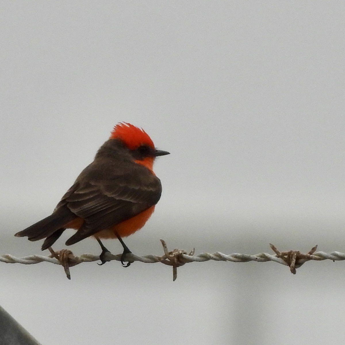 Vermilion Flycatcher - ML646315905