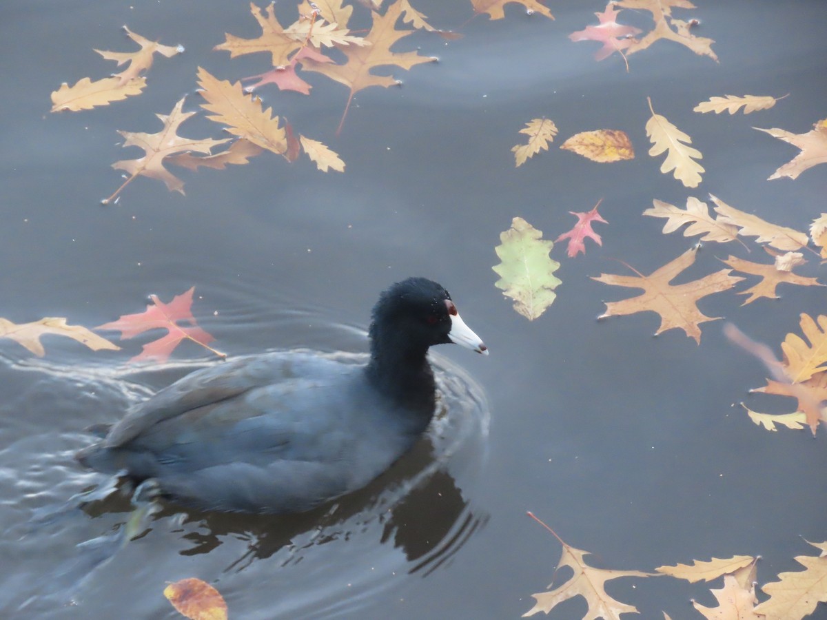 Лиска американська - ML646315907