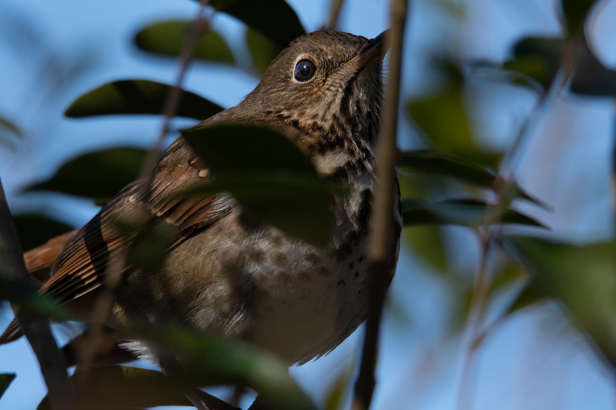 Münzevi Bülbül Ardıcı - ML646315916