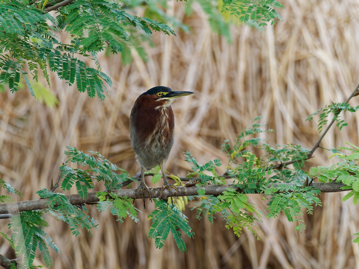 Green Heron - ML646315921