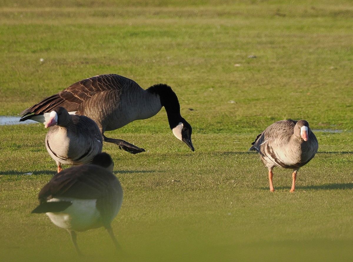 Greater White-fronted Goose (Western) - ML646315926
