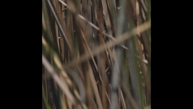 Sietecolores - ML646315929