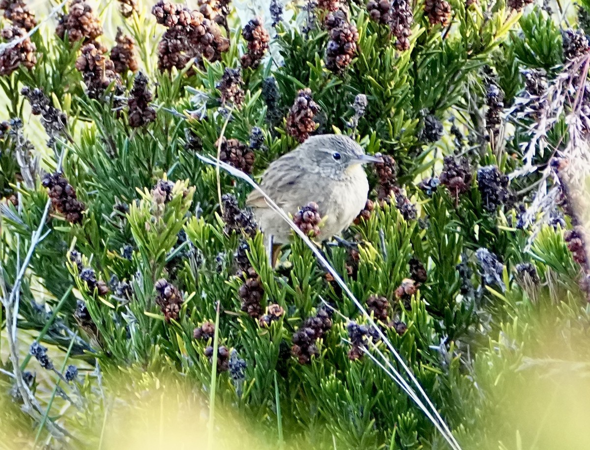 Streak-backed Canastero (Streak-backed) - ML646315940