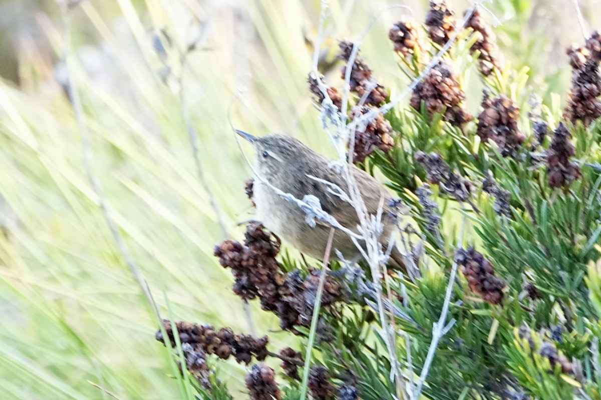 Streak-backed Canastero (Streak-backed) - ML646315941