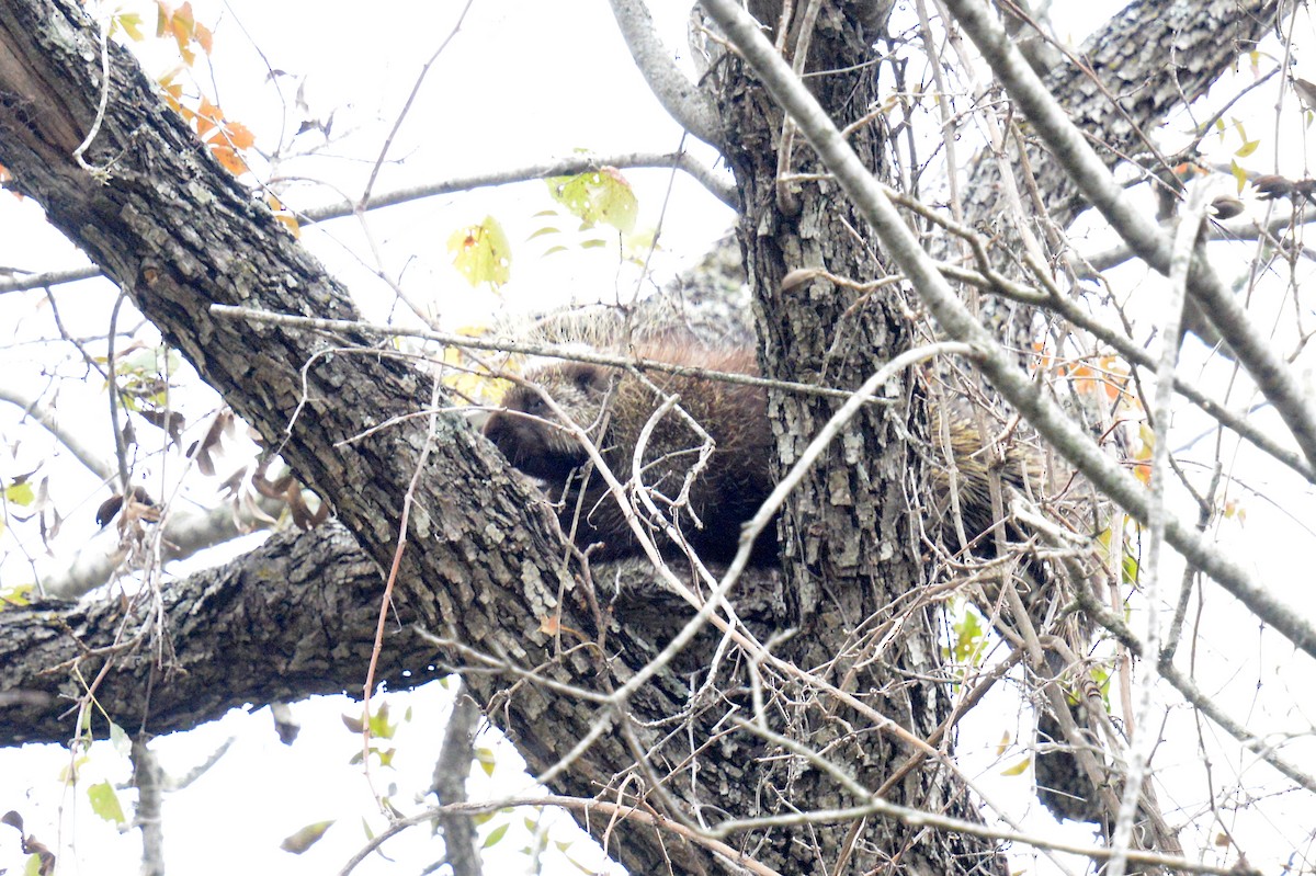 North American Porcupine - ML646315945