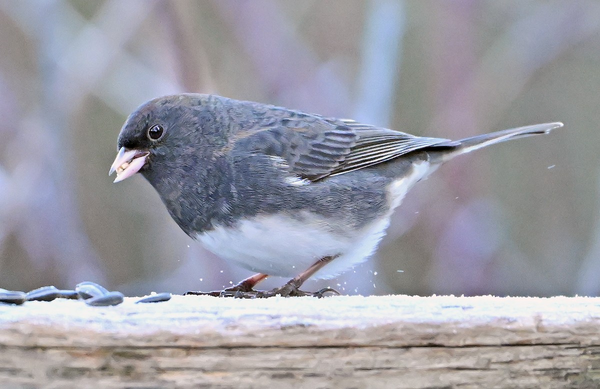 Dark-eyed Junco (Slate-colored) - ML646315946