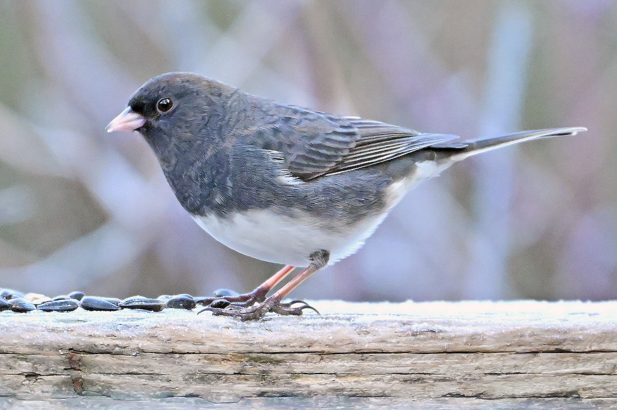 Dark-eyed Junco (Slate-colored) - ML646315951