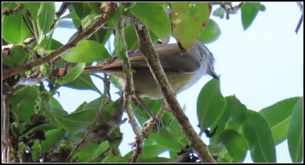 Herrerillo Unicolor - ML646315953