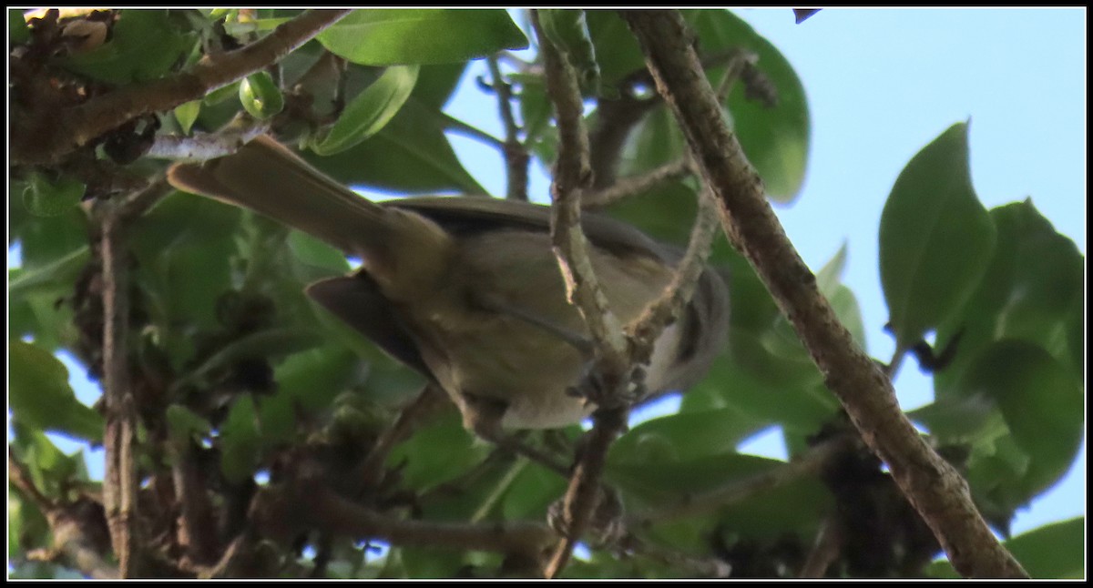 Herrerillo Unicolor - ML646315954