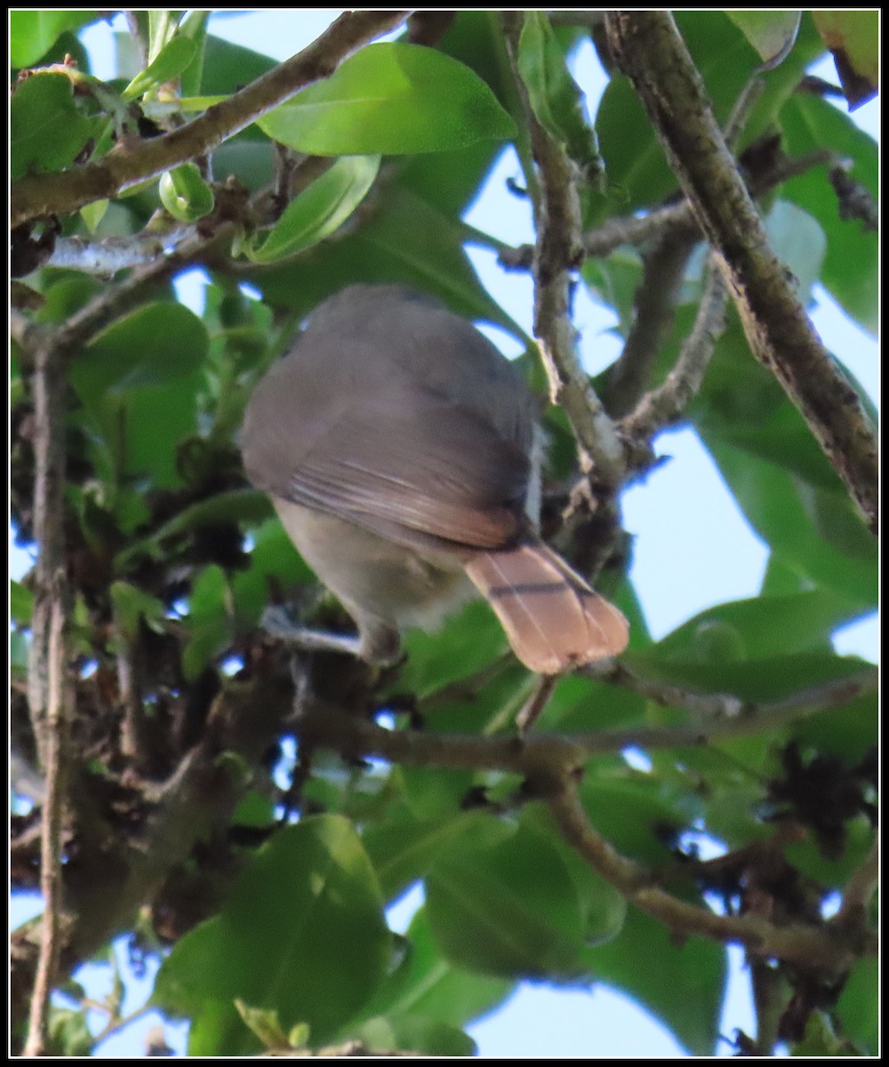 Herrerillo Unicolor - ML646315955