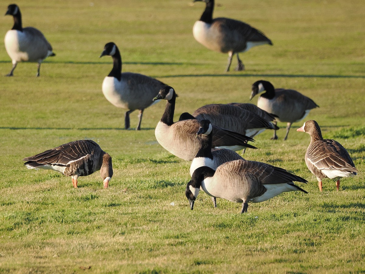 Greater White-fronted Goose (Western) - ML646315956