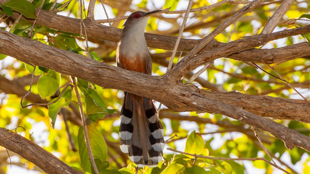 Puerto Rican Lizard-Cuckoo - ML646315963