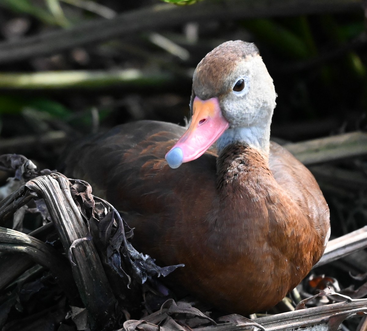 Black-bellied Whistling-Duck - ML646315965