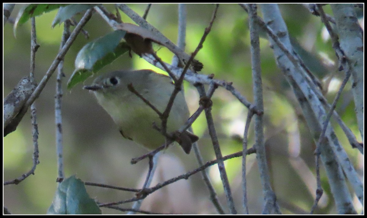 Ruby-crowned Kinglet - ML646315969