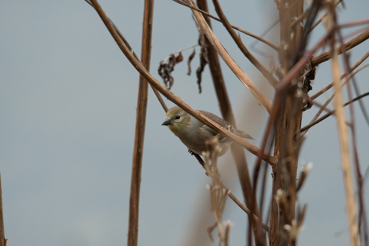 Altın İskete - ML646315980