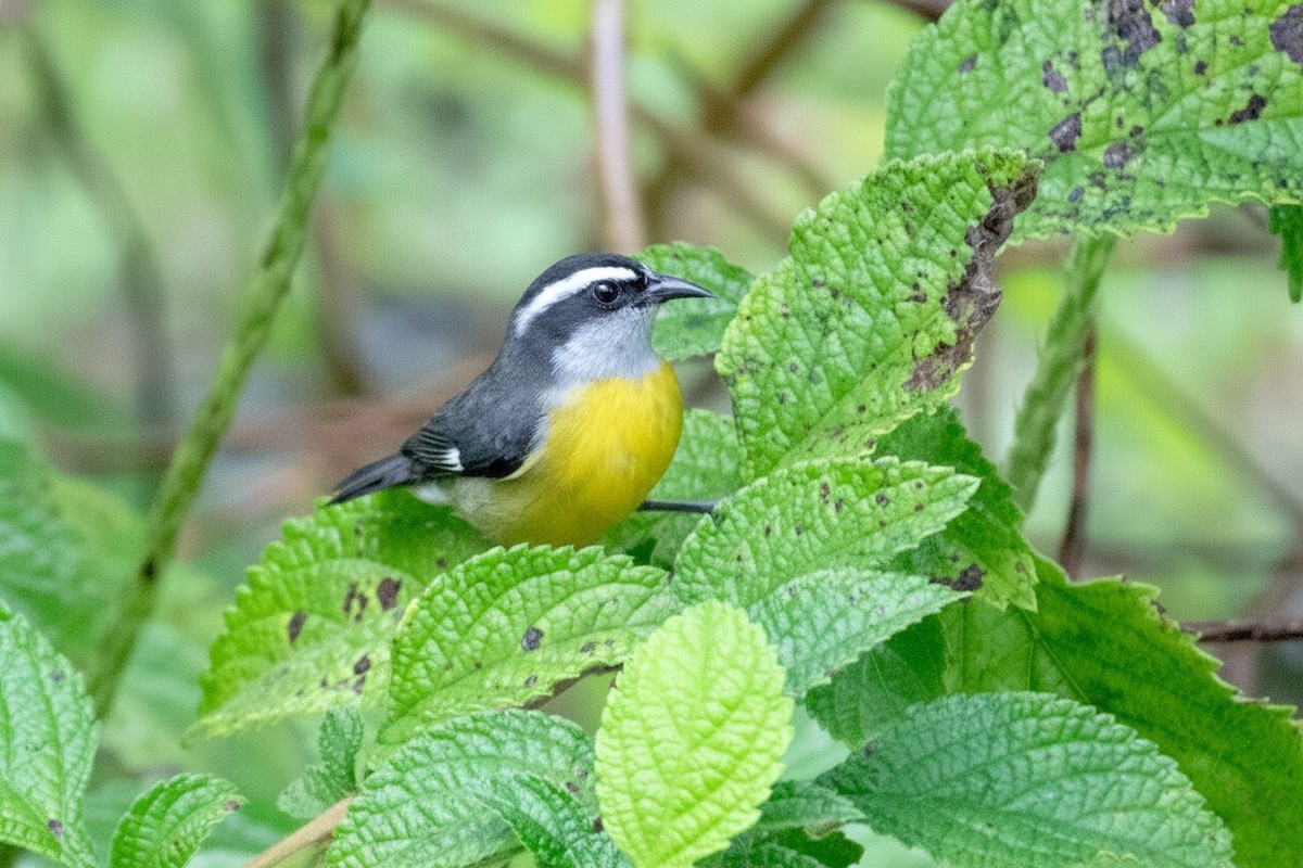 Bananaquit - ML646315987