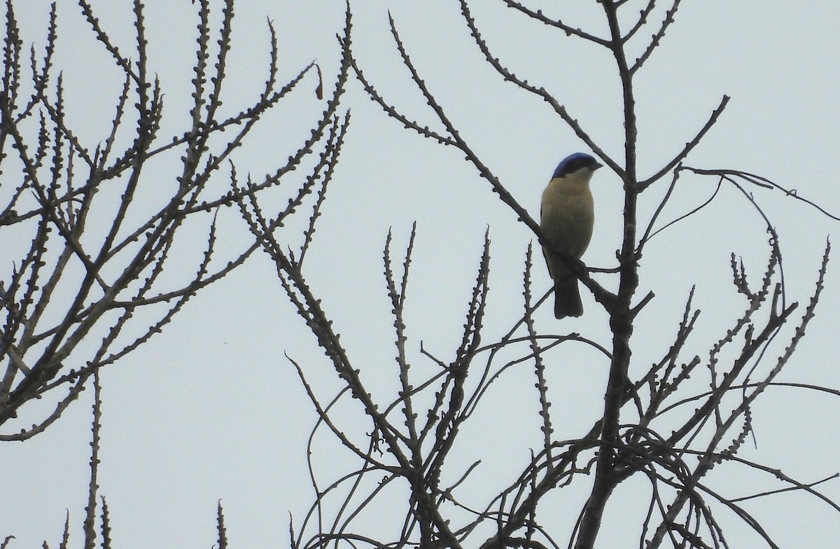 Fawn-breasted Tanager - ML646315988