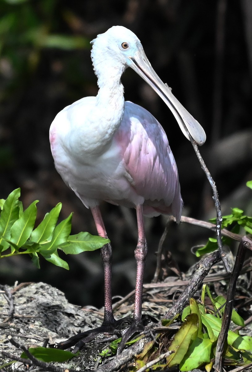 Roseate Spoonbill - ML646315989